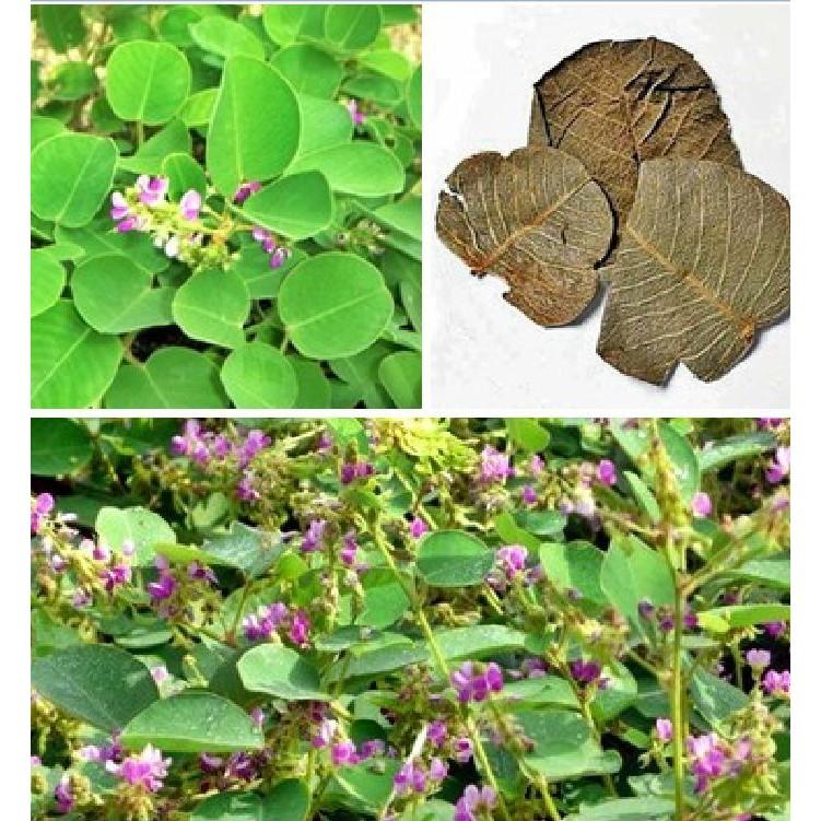 Hạt giống Kim tiền thảo - cây dược liệu - 1 gói 50 hạt