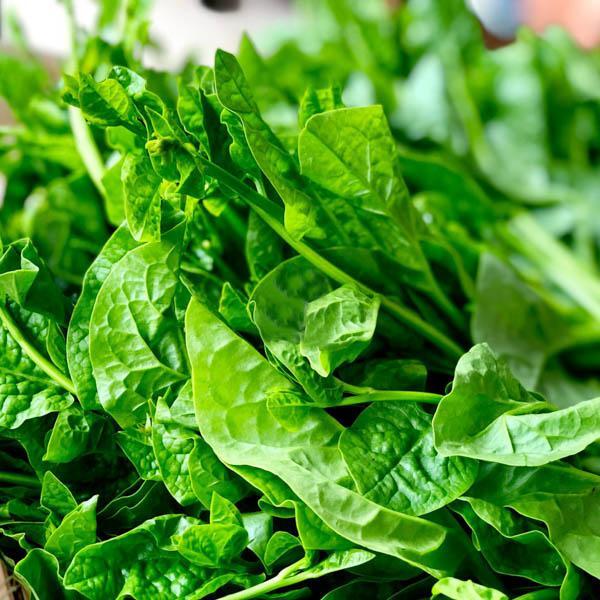 20g Hạt giống Mồng Tơi Cao Sản - lá tròn to, xanh dày
