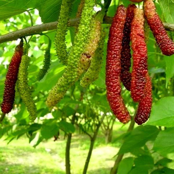 Dâu quả dài, giống dây quả dài thái lan, siêu quả