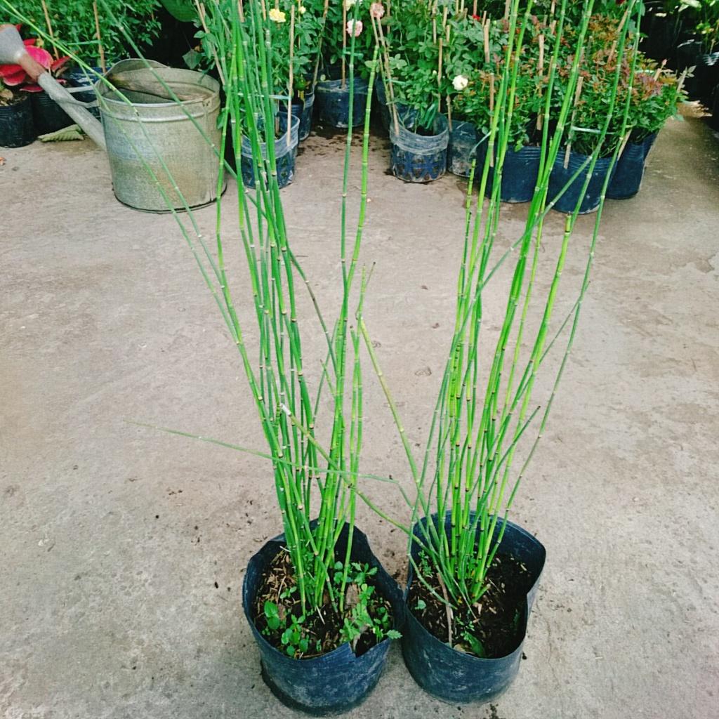 Cây Thiền Trúc - cây cảnh vườn + tặng phân bón cho cây