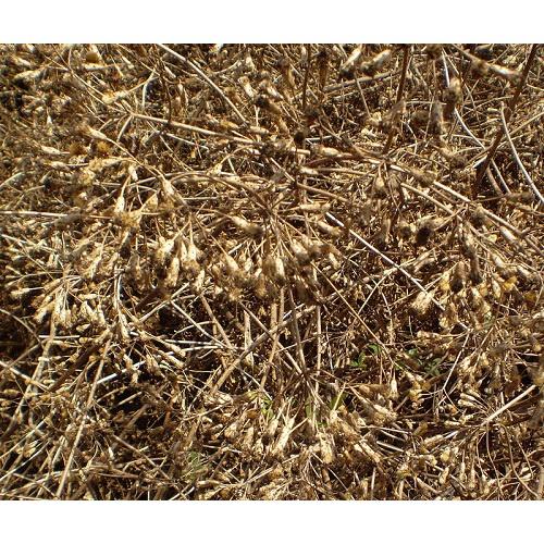 01Kg Cây Cộng Sản Khô Chất 981SP