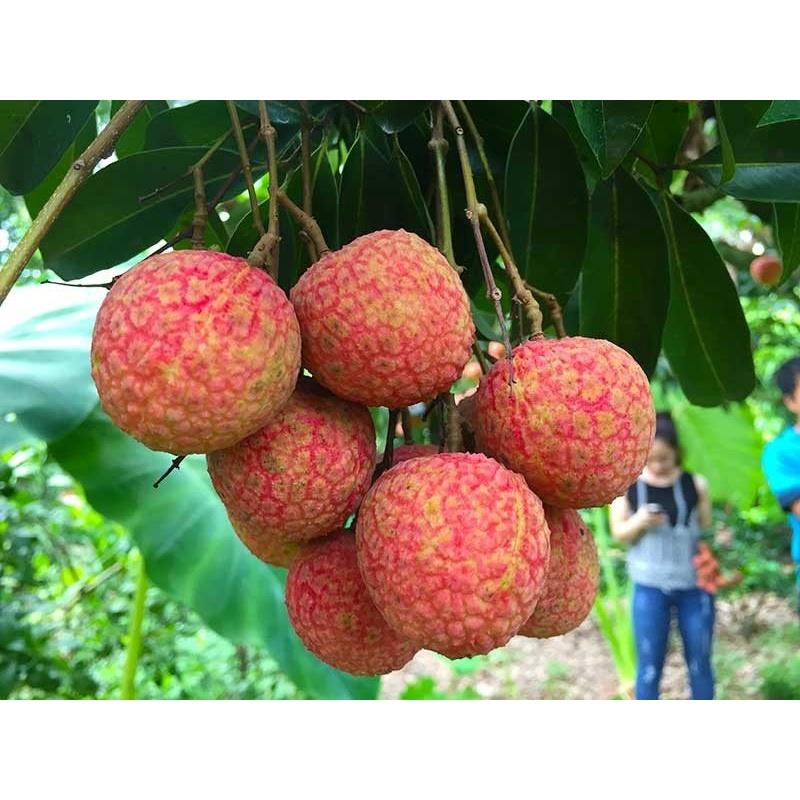 Cây giống Vải Thiều Lục Ngạn siêu trái. .