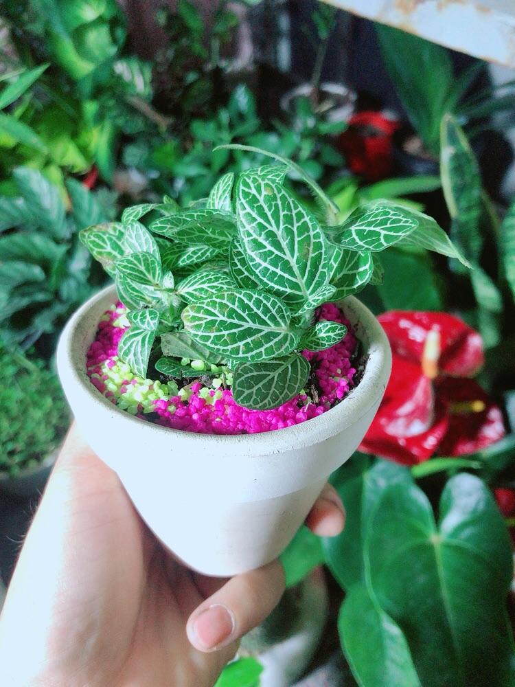 Chậu Cây Cẩm Nhung Màu Xanh Lá