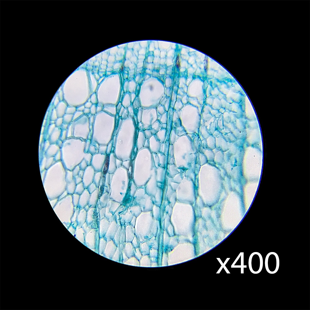 Hình ảnh Kính hiển vi sinh học soi tinh trùng, ấu trùng, tế bào Barska AY13286 (40x-640x) - Hàng chính hãng
