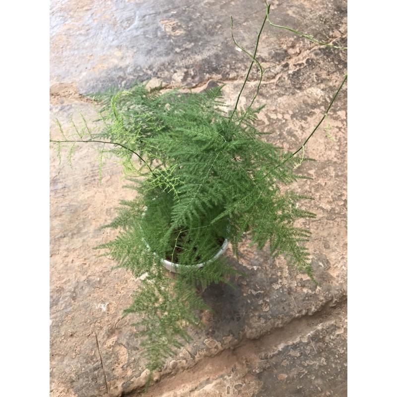 Kim thuỷ tùng - Asparagus fern dáng lá cực đẹp, mang lại phong thuỷ tốt, cay khoẻ, rễ nhiều