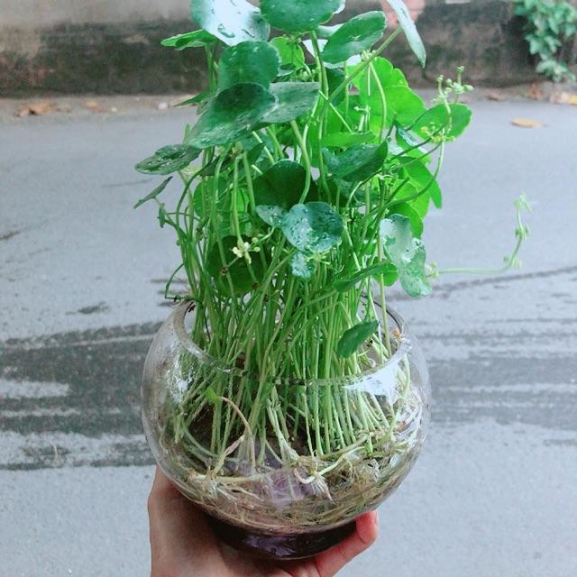 Chậu Cỏ Đồng Tiền Thuỷ Sinh