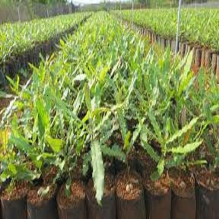 CÂY GIỐNG HẠT MACCA HÀNG GIEO HẠT