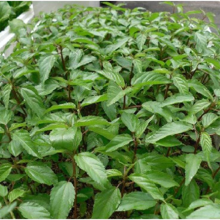 Hạt giống rau đay đỏ cao sản - 20gr/gói