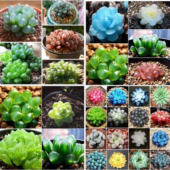 Hạt giống sen ngọc nhiều màu 200 hạt/gói