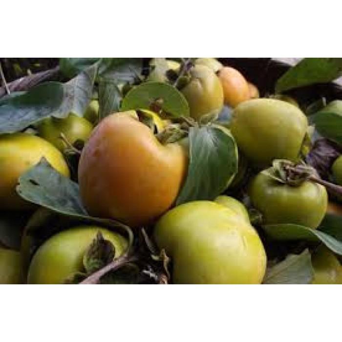 CÂY GIỐNG HỒNG QUẢ ĐỎ SIÊU NGON SIÊU QUẢ