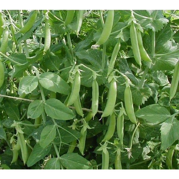 Hạt Giống Đậu Hà Lan Chuyên Lấy Hạt F1 Năng Xuất Cao Gói 20G - Khu Vườn Ban Công