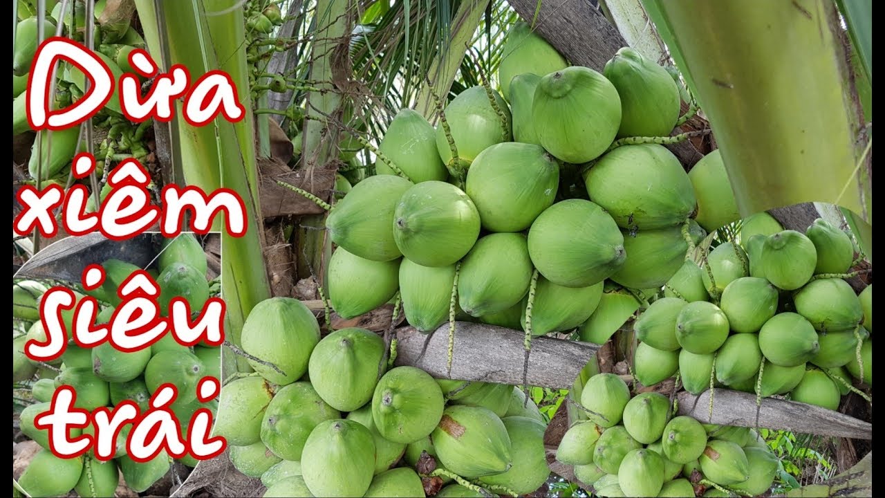 Cây giống dừa xiêm lùn siêu trái