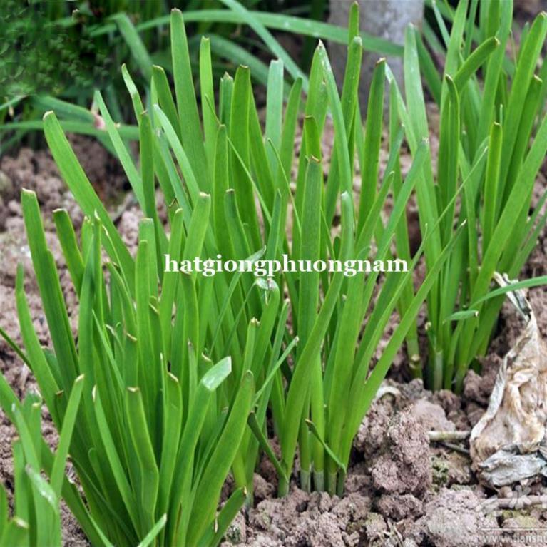 1GR - HẠT GIỐNG CÂY HẸ