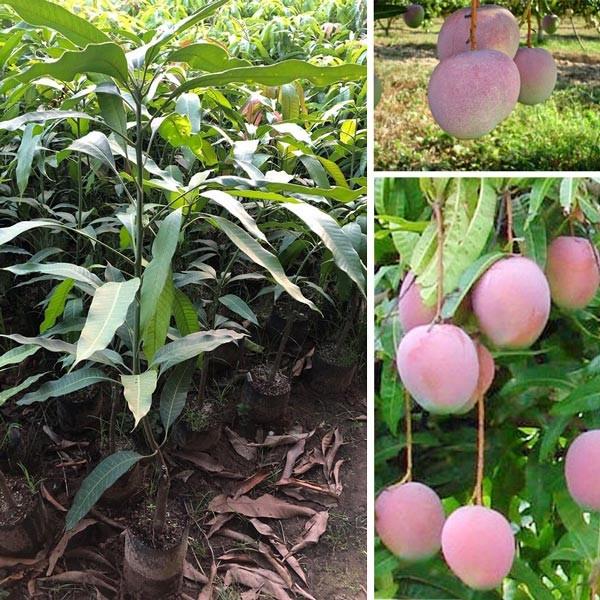 CÂY GIỐNG XOÀI ÚC