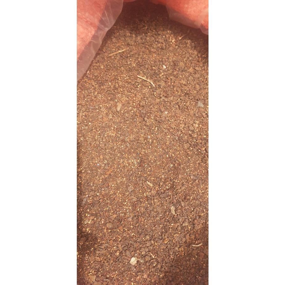 50 gram hạt giống gáo trắng