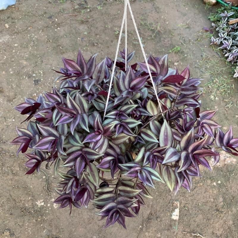 Chậu thài lài treo rủ dài 15-20cm, màu sắc nổi bật đẹp mắt, chậu cây treo trang trí ban công, sân vườn