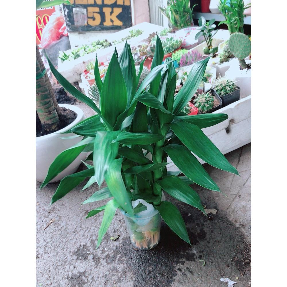 Cây Phát Tài Búp Sen Thủy Sinh