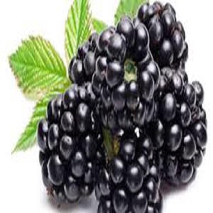 CÂY GIỐNG MÂM XÔI ĐEN (PHÚC BỒN TỬ