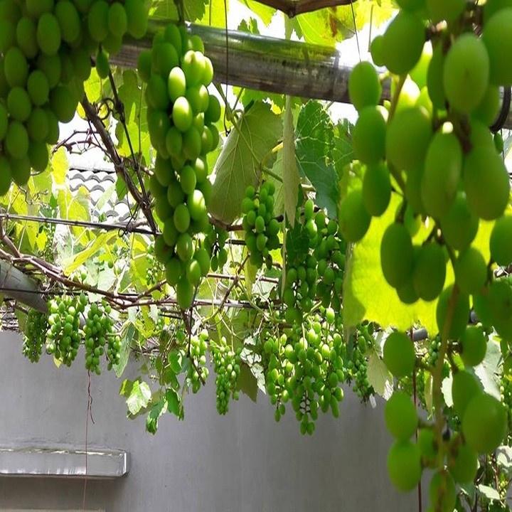 HÀNG GIỐNG CHUẨN Cây Nho Lùn