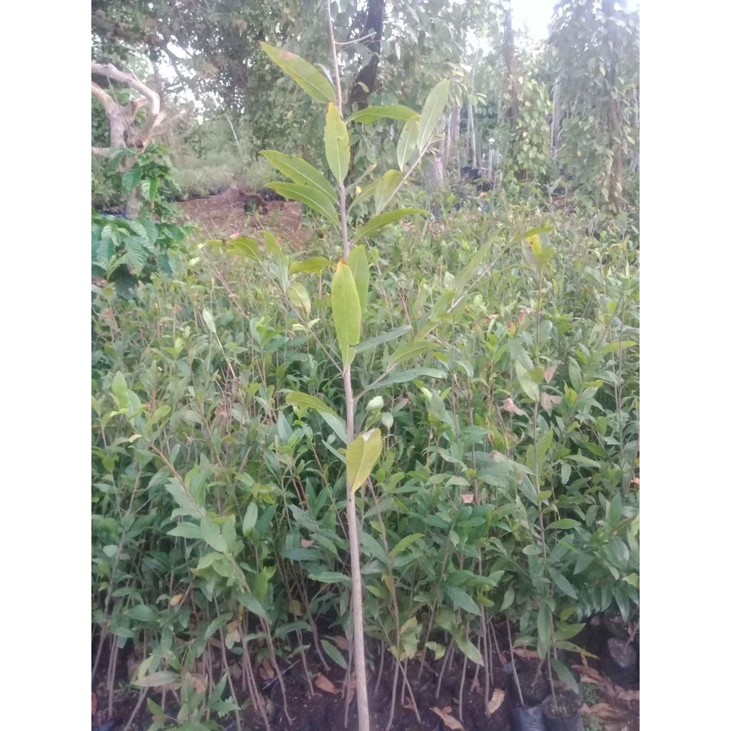 Cây giống hoa mai trắng