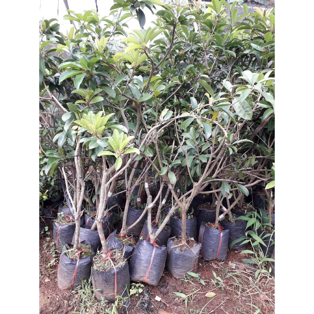 CÂY GIỐNG HỒNG XIÊM TRỒNG CHẬU ĐANG RA BÔNG hoặc CÓ QUẢ CAO 2M