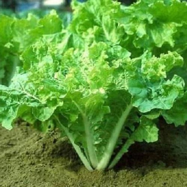 Hạt giống cải bẹ dún xòe gói 10 gram