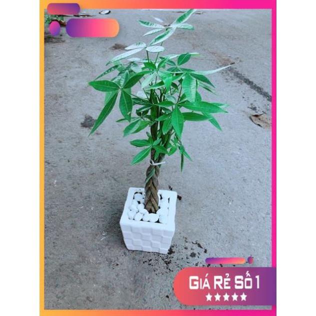 Chậu Kim Ngân Thắt Bính