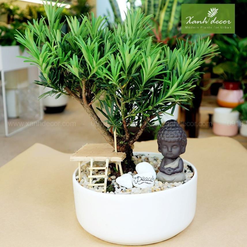 COMBO 3 cây giống TÙNG LA HÁN - CÂY BONSAI - SIÊU ĐẸP GIÁ SIÊU RẺ