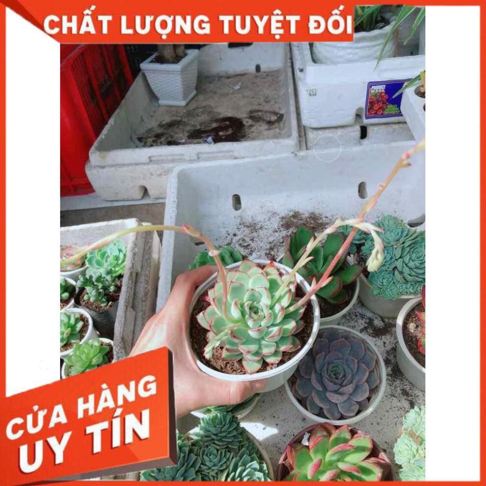 Sen đá viền hồng Nhiều Người Mua