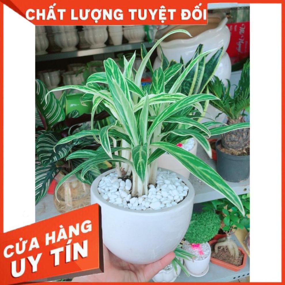 Chậu cây giữ tiền