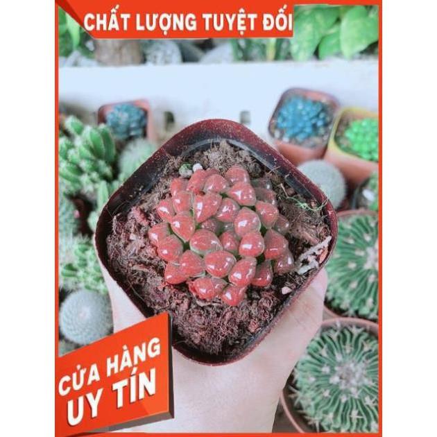 Kim Cương Đỏ