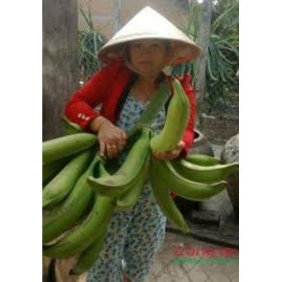 Cây giống chuối tá quạ cấy mô