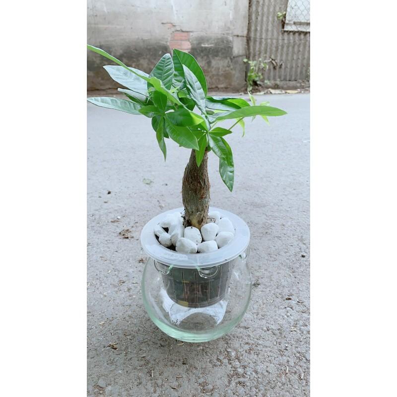 Chậu Kim Ngân Trồng Thuỷ Sinh