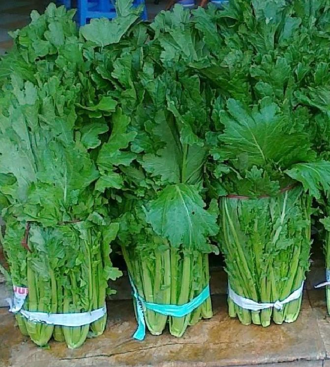 Hạt giống rau cải mèo Hà Giang - gói 100gram