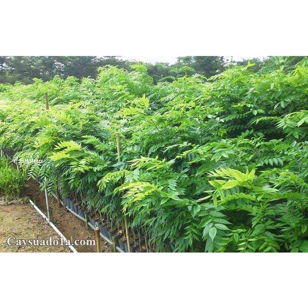 CÂY GIỐNG GỖ XƯA ĐỎ