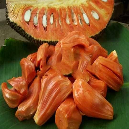 CÂY GIỐNG MÍT SƠ ĐỎ RUỘT ĐỎ MALAY
