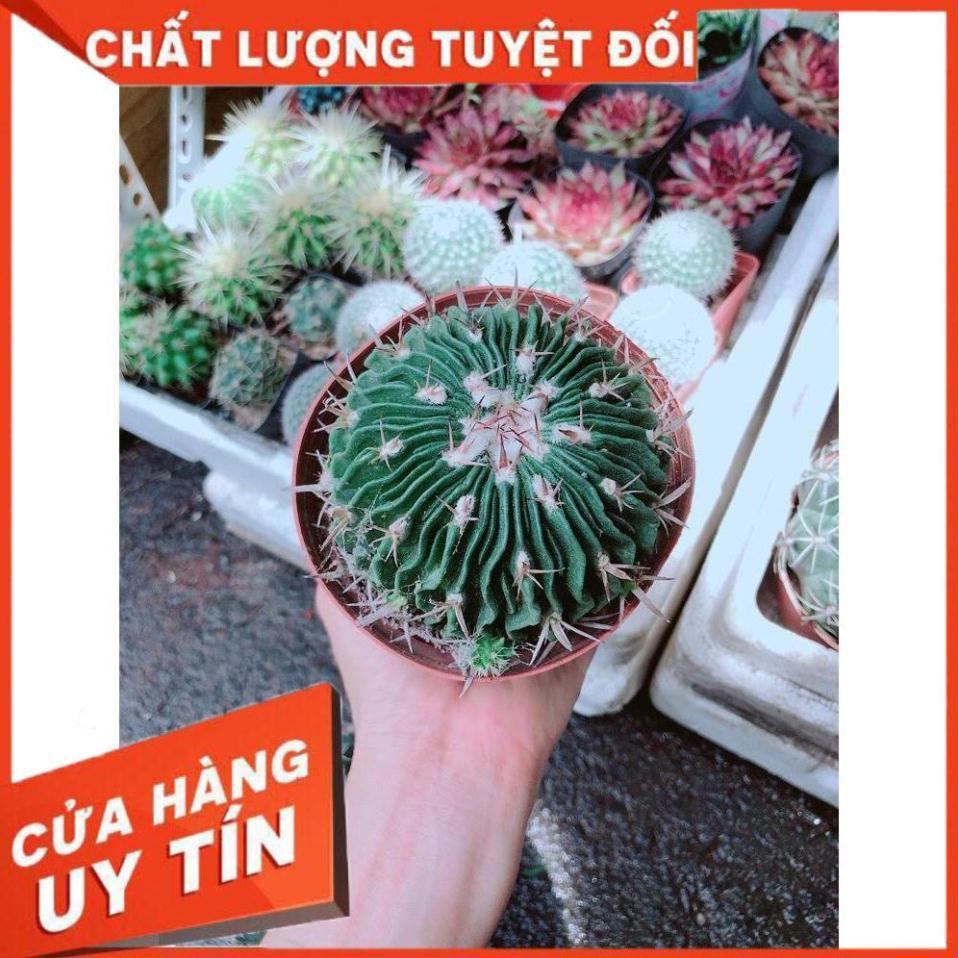 Xương Rồng Trúc Ngọc Nhiều Người Mua