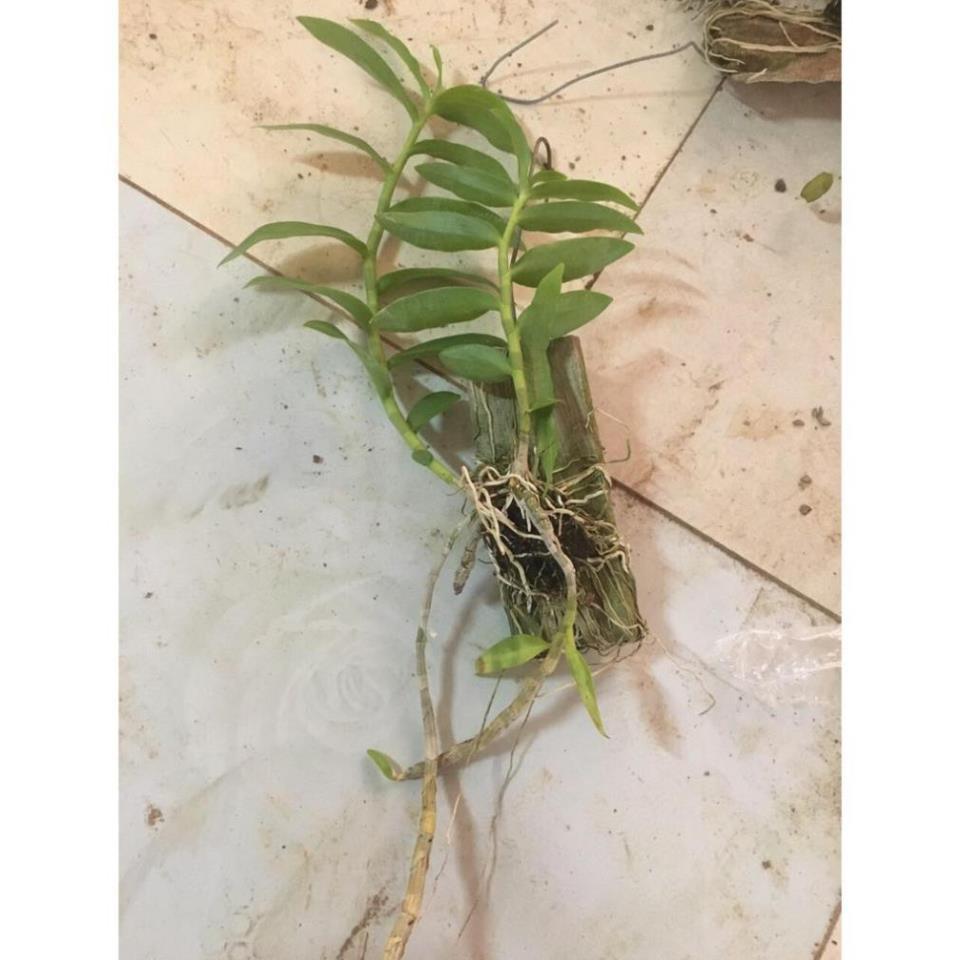 Bàn lan trầm siêu đẹp giá rẻ