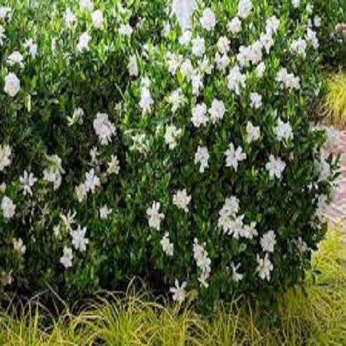 BẦU CÂY GIỐNG HOA BẠCH THIÊN HƯƠNG