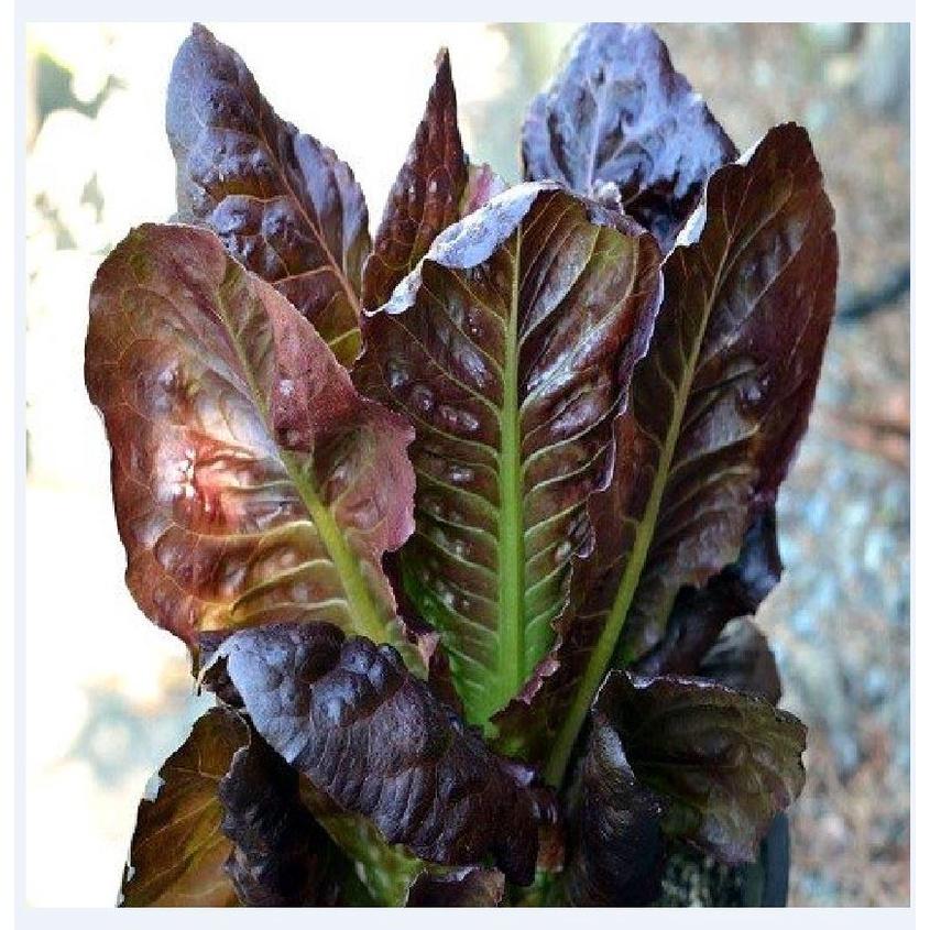 Hạt giống rau xà lách romaine đỏ dể trồng f1-gói 0,2gram-tặng kèm gói phân bón lót