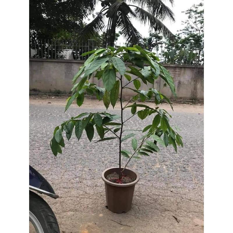 CÂY HOA DẺ SẴN HOA