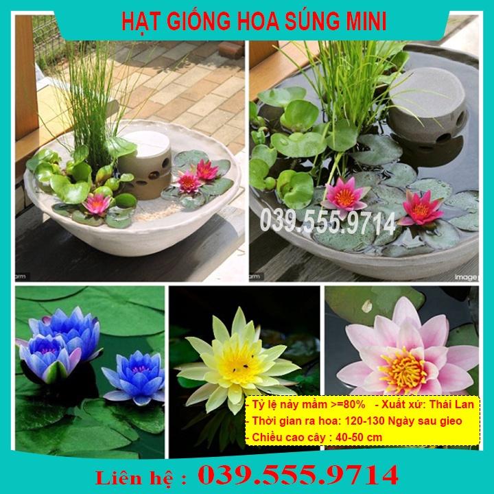 HẠT GIỐNG HOA S ÚNG THÁI MINI - HOA TRỒNG CHẬU