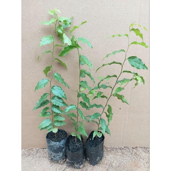 CÂY GIỐNG HỒNG QUÂN CAO 30CM