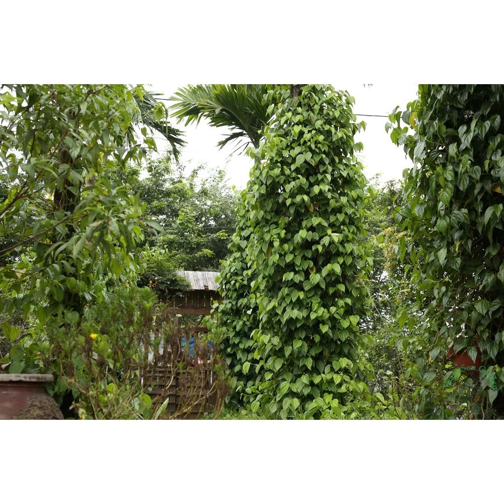 CÂY GIỐNG CÂY LÁ TRẦU KHÔNG