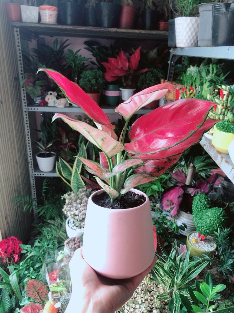 Chậu Cây Vạn Lộc Hồng