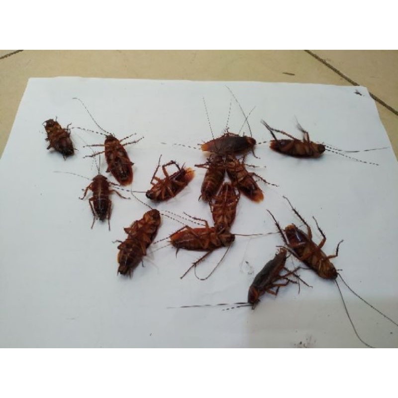 Thuốc diệt gián Nhật bản hộp 12 viên , thuốc diệt côn trùng hiệu quả và an toàn cho người và vật nuôi
