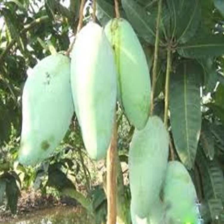 Cây giống xoài tứ quý cây giống chuẩn cho năng suất cao