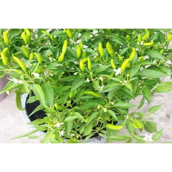 Cây Ớt Hiểm