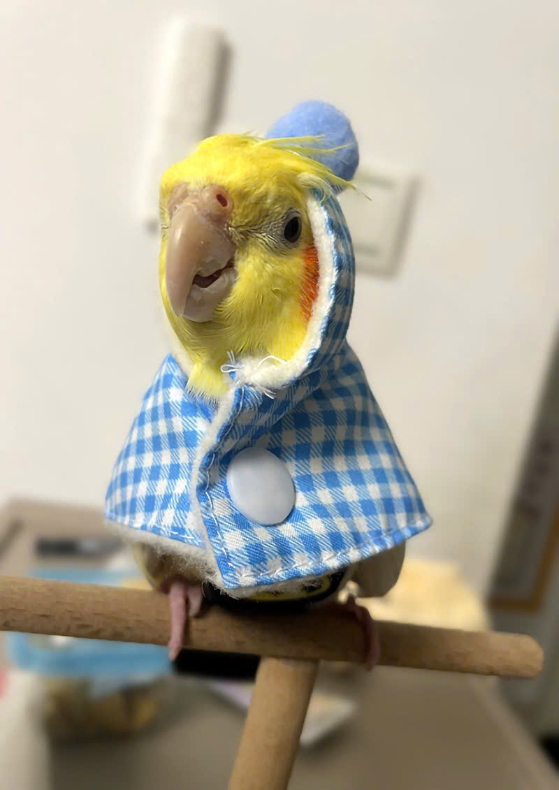 QUẦN ÁO CHO CHIM CẢNH CHIM VẸT CHIM PAROT CHIM SẺ DỄ THƯƠNG MÃ 2 XINH XẮN CHO CHIM THÚ CƯNG