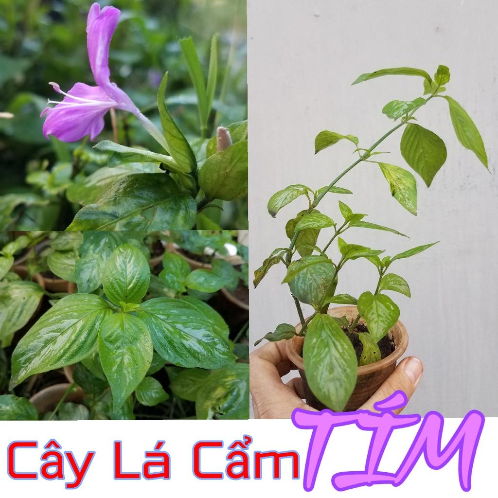 cây lá cẩm tím - bầu cây giống